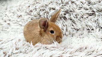 Zakrslý králíček, králík - LILI - 11