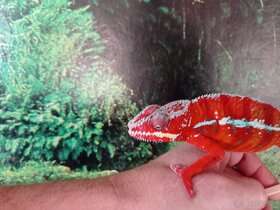 Chameleon pardáli - 11