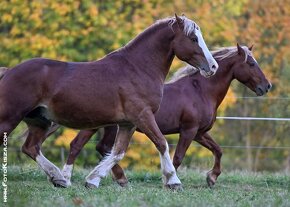Připouštění Welsh cob - D - 11