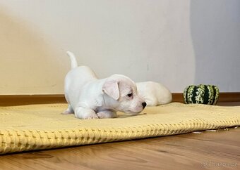 Štěňata Parson Russell Terier s PP - 11