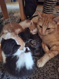 Koťata - 11