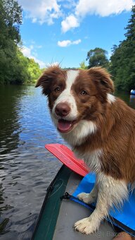 Štěňata Border Kolie s PP - 11