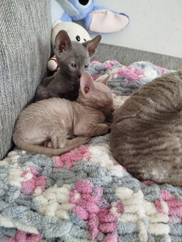 Cornish rex koťátka - 11