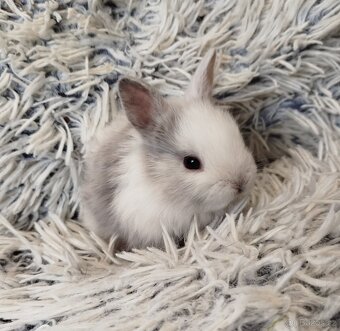 Zakrslý krátkouchý s VP - 11