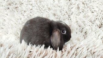 Zakrslý beránek, králíček, králík - DENIS - 11