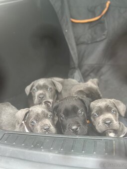 Štěňátka Cane Corso - 11