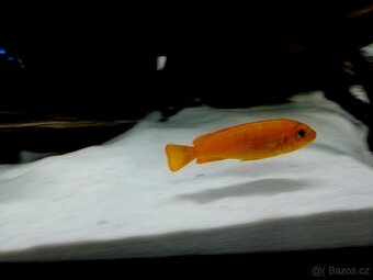 Tlamovci Malawi 54 - 11