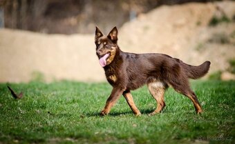 Australská kelpie - 11