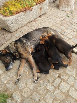 Německý ovčák kříženec, štěňata,štěně - 11