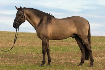Lusitano PSL EXKLUZIVNÍ Povaha - 11