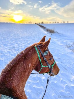 AQH KLISNA  2010 - PRODANÁ - 11