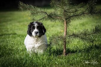 Landseer - štěňata s PP - 11