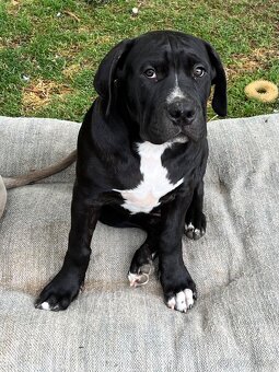 American Bully XL - 11