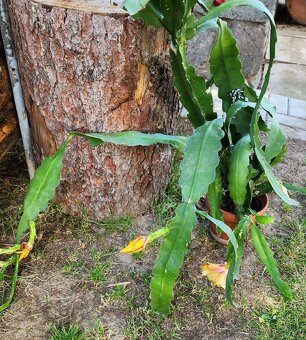 Prodám fylokaktusy - 11