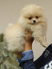 Pomeranian s PP ke KRYTÍ - krémový (žádný prodej) - 11