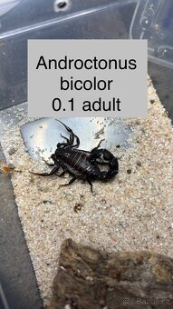 Štíři - aktuální nabídka říjen/listopad - 11