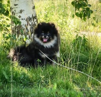 Pomeranian mini - 11
