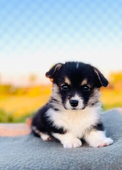 Welsh corgi pembroke s PP (FCI) - 11