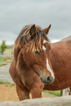 Koně od 50 tis. - Welsh Cob - 11