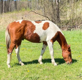 Valášci PH a QH - 11