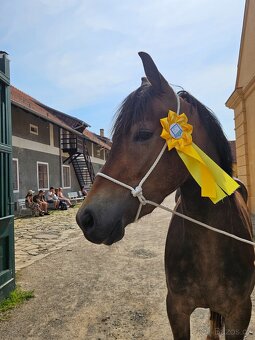 Sportovní pony B - 11
