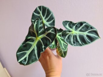 Alocasie - hlízy, rostliny - 11
