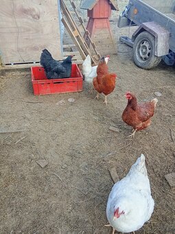 Vejce do líhně - 11