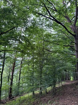 Prodám lesní pozemky v k.ú. Bohutín nad Moravou - 11