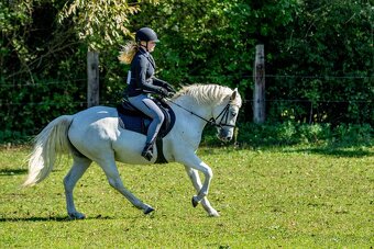 Líbivá connemara klisna do sportu - 11