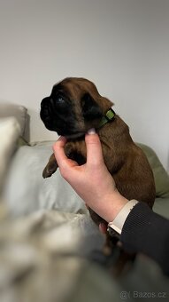 Německý boxer - Full european FCI pedigree - 11