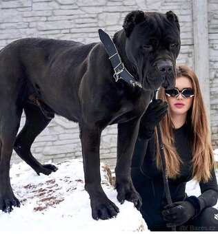 Bandog, Molos , Mastif - 11