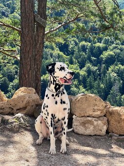 Dalmatinsky pes s PP, dalmatinec, dalmatin - 11