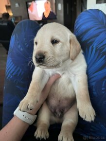 Labrador štěňata hnědo- černa , zlaty - 11