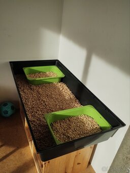 2 morčecí mladí samci nekastrovaní - jen spolu - 11