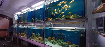 Tanganyika - 11