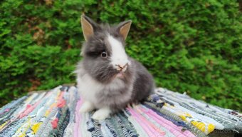 Zakrslý králík, králíček -(lvíček)-TIMMY - 11