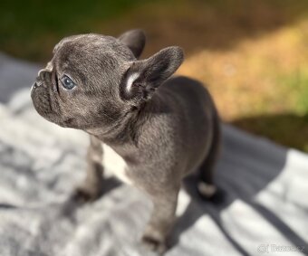 Francouzsky buldoček - 11