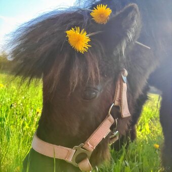 Docházka k poníkovi - 11