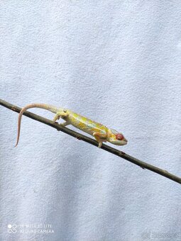 chameleon pardálí, terárium - 11