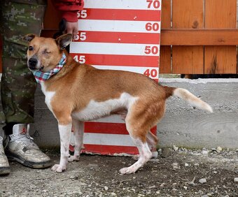 DANIEL K ADOPCI - 2,5 ROKU,PŘÁTELSKÝ,KONTAKTNÍ - - 11