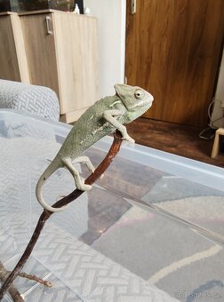 Chameleon jemenský - mláďata - 11