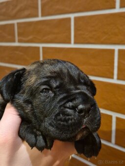 Cane Corso s PP - 11