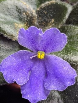 Africké fialky - 11