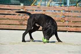 Černý krycí pes Cane Corso - 11