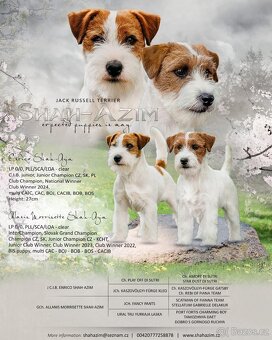 Jack Russell teriér s PP - 11