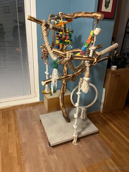 Papoušek Žako - 11