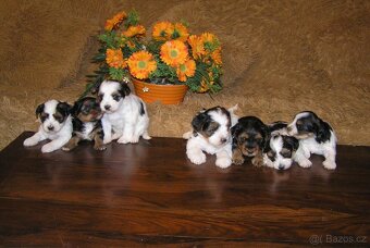 Biewer Yorkshire Terrier - barevný jorkšír - 11