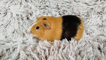 Morče, morčata, morčátko - VILÍK a TOMÍK - 11