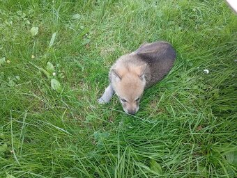 Československý vlčák – štěňata na prodej 🐺 - 11