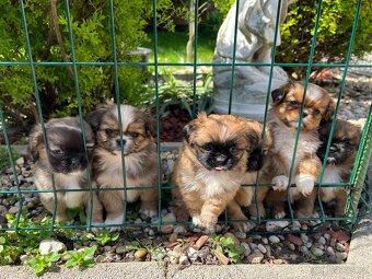 Trpaslíči Pekinézer - 11